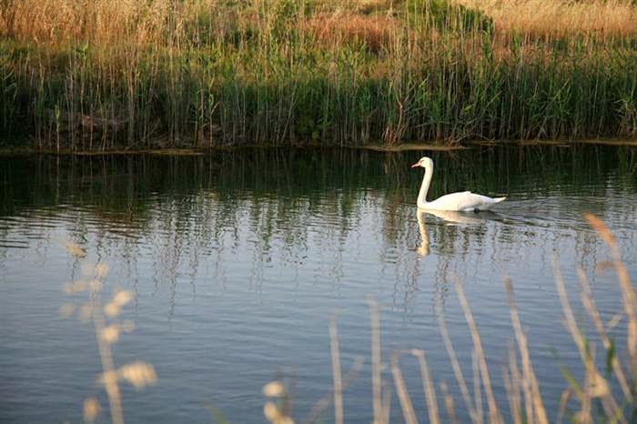 The wetland of Moustos